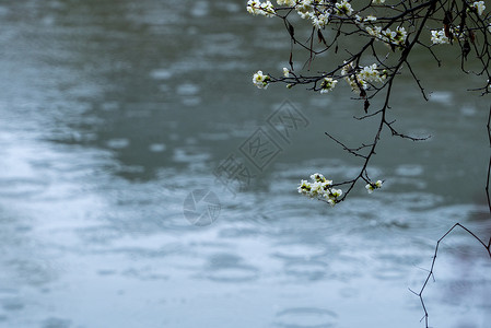 春雨下的梅花背景图片
