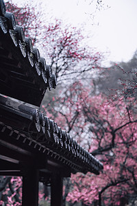 南京雨花台梅岗春天的梅花背景