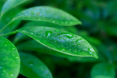 雨水中的绿色树叶背景图片