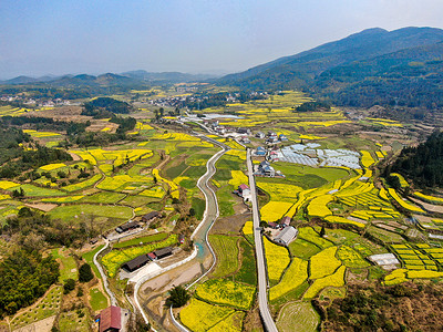 乡村田园金黄油菜花图片