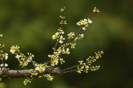 春天发芽含苞待放的鲜花背景图片