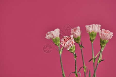 妇女节自然植物花卉康乃馨流行色背景图片