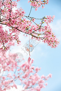 樱花丝带唯美浪漫的粉色樱花背景