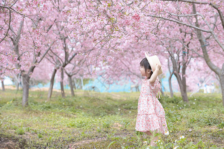 花朵上小女孩春天春游踏清樱花盛开背景