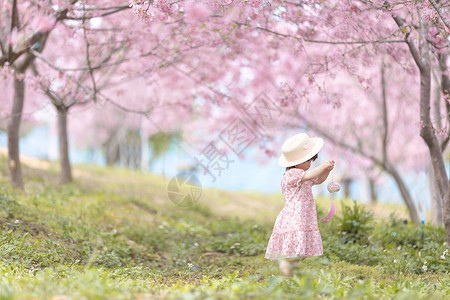 春天春游踏清樱花盛开高清图片