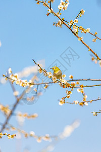 梅花与鸟梅花树上的报春岛背景