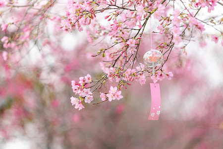 树枝春意盎然唯美浪漫的粉色樱花背景