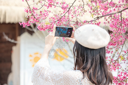 春天樱花树下用手机拍照的女生背影高清图片