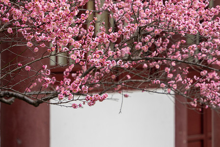 春天的梅花背景图片