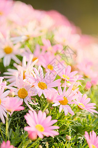 春天唯美浪漫的小雏菊花堆背景图片