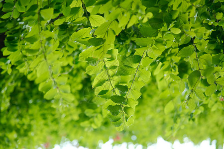春天树叶绿叶背景背景图片