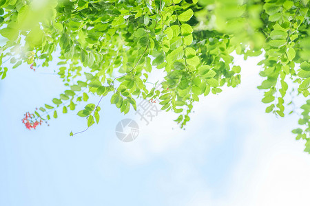 绿色剪纸风边框春天清新的树叶边框背景
