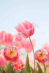 春天公园里浪漫唯美的郁金香图片