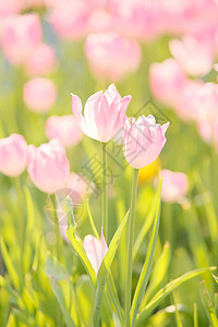 春天公园里浪漫唯美的郁金香背景图片