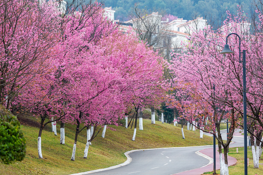 唯美浪漫的粉色樱花大道图片