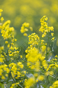 春天的油菜花盛开背景图片