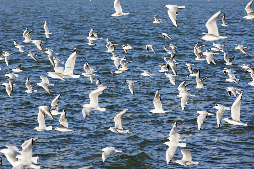 昆明滇池上飞翔的海鸥群鸟群图片
