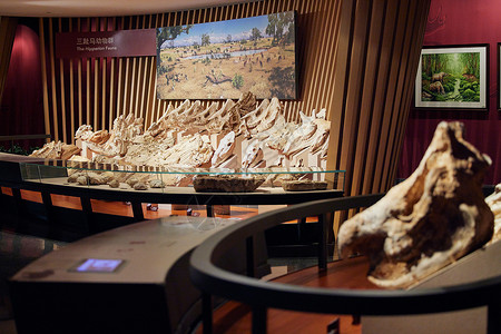 生物化石上海自然博物馆动物骨架模型背景