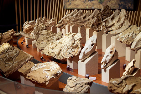 灭绝的上海自然博物馆动物骨架模型背景