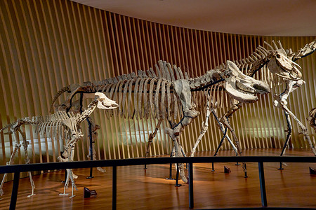 上海自然博物馆动物骨架模型背景图片