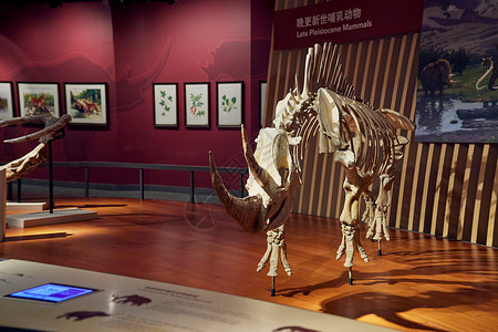 已上海自然博物馆动物骨架模型背景