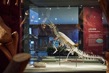 完整恐龙化石上海自然博物馆动物骨架模型背景