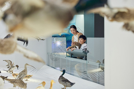 妈妈带儿子参观自然博物馆飞禽走兽背景图片