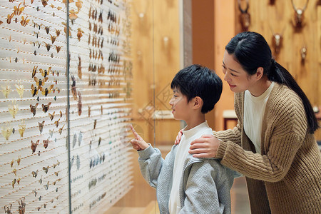 年轻模型妈妈带儿子观看蝴蝶标本背景