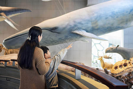 男孩与鲸鱼妈妈带儿子参观海底动物模型背景