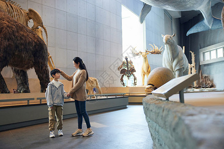 恐龙世界妈妈带儿子参观博物馆的动物世界背景