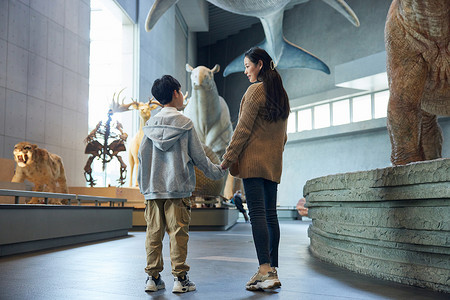 动物握手素材妈妈带着儿子参观博物馆动物标本背景