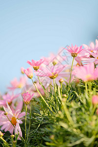 春天颜色各异的清新大气小雏菊花背景图片