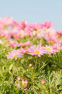 春天颜色各异的清新大气小雏菊花背景图片