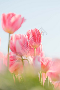 浪漫唯美的糖果色春天的郁金香图片