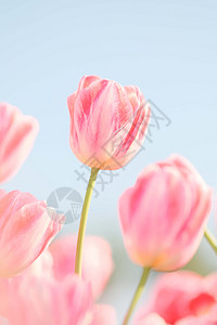浪漫唯美的糖果色春天的郁金香背景图片