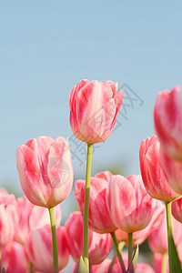 浪漫唯美的糖果色春天的郁金香背景图片