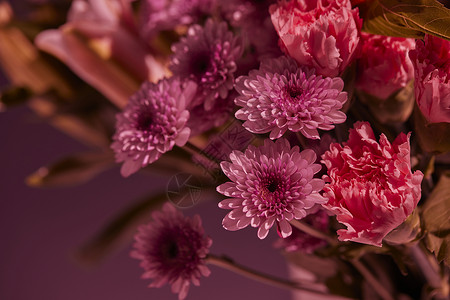 非洲生活鲜花菊科非洲菊背景