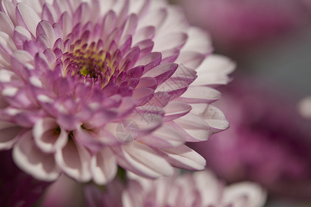 感恩重阳素材唯美鲜花特写非洲菊背景