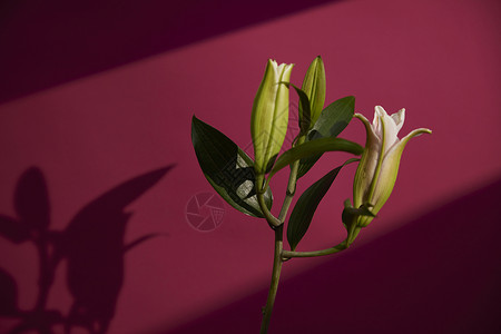 洋红色光影背景花卉百合花图片