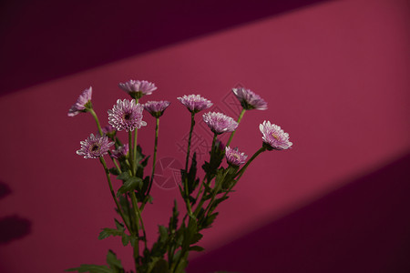 洋红色背景鲜花静物非洲菊高清图片