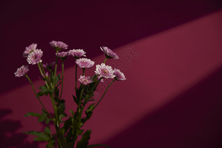 鲜花菊科非洲菊高清图片