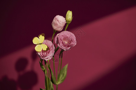 简约花卉植物洋桔梗背景图片