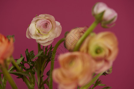 洋红色背景花卉植物洋牡丹背景图片