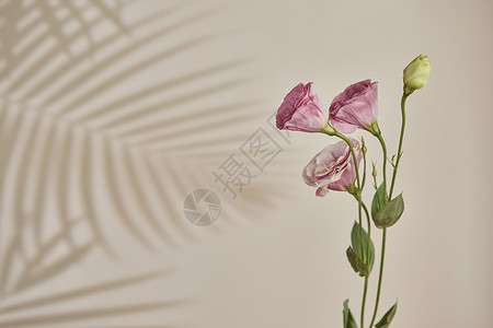 漂亮的鲜花洋桔梗背景图片