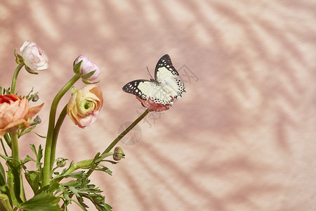 蝴蝶逐帧素材蝴蝶停留在鲜花上背景