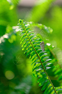 春天绿色植物叶子春天感觉背景图片