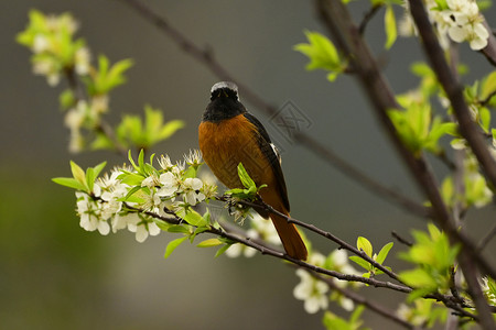 野生樱桃树春天站在鲜花枝头的小鸟背景