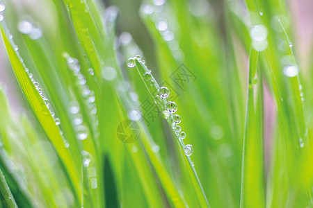 春天雨水叶子上的水珠背景图片