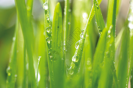 春天雨水叶子上的水珠背景图片