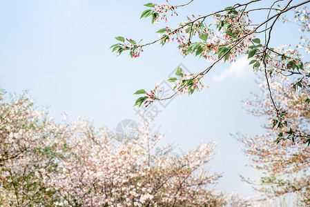 春天花场蓝天下春天的樱花背景